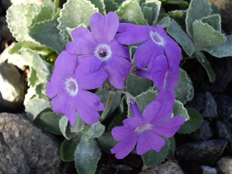 Primula marginata 'Napoleon' photo